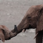 elephants_video